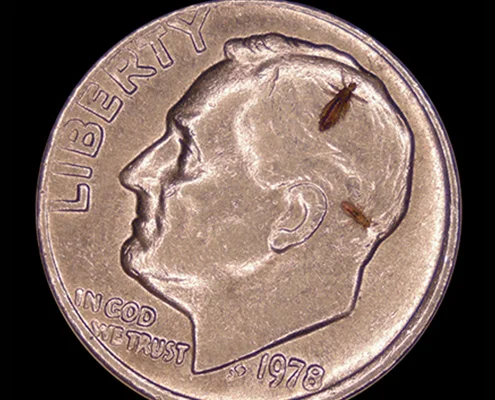 Lice size compared to dime